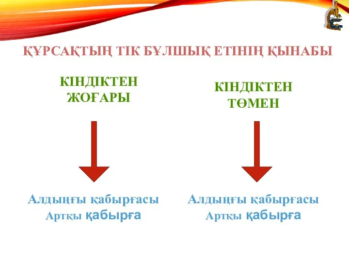 ҚҰРСАҚТЫҢ ТІК БҰЛШЫҚ ЕТІНІҢ ҚЫНАБЫ Алдыңғы қабырғасы Артқы қабырға КІНДІКТЕН