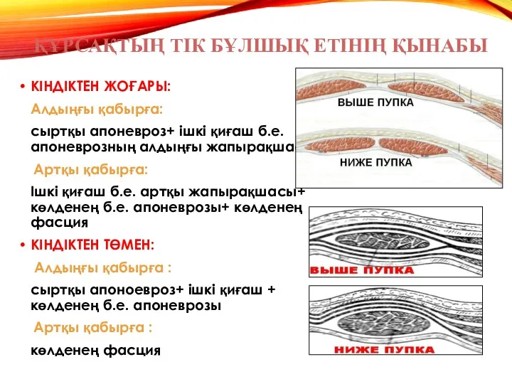 КІНДІКТЕН ЖОҒАРЫ: Алдыңғы қабырға: сыртқы апоневроз+ ішкі қиғаш б.е.апоневрозның алдыңғы