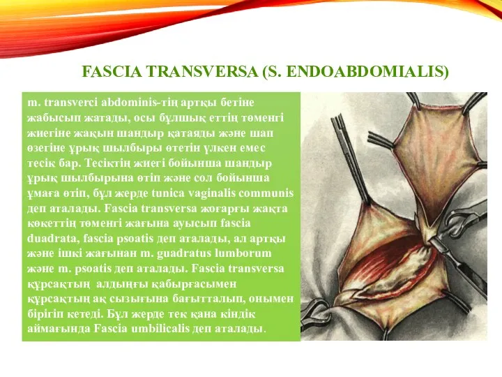 FASCIA TRANSVERSA (S. ENDOABDOMIALIS) m. transverci abdominis-тің артқы бетіне жабысып