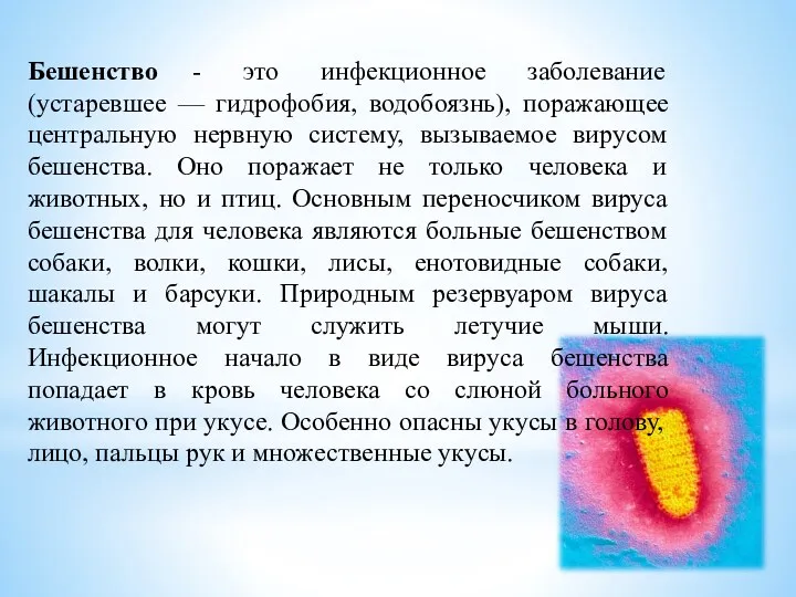 Бешенство - это инфекционное заболевание (устаревшее — гидрофобия, водобоязнь), поражающее