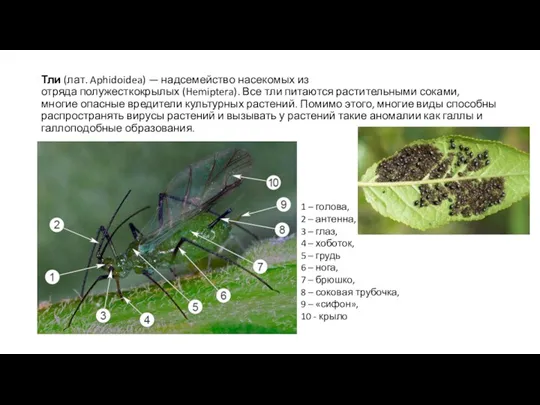 Тли (лат. Aphidoidea) — надсемейство насекомых из отряда полужесткокрылых (Hemiptera).