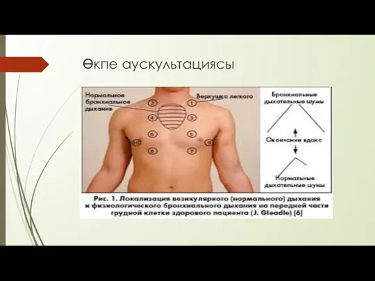 Өкпе аускультациясы