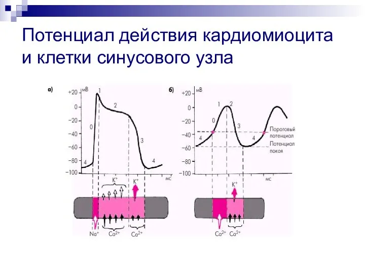 Потенциал действия кардиомиоцита и клетки синусового узла