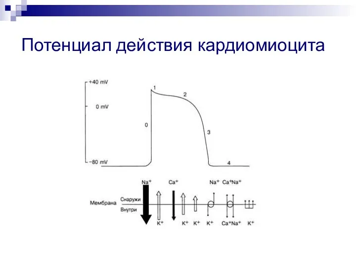 Потенциал действия кардиомиоцита