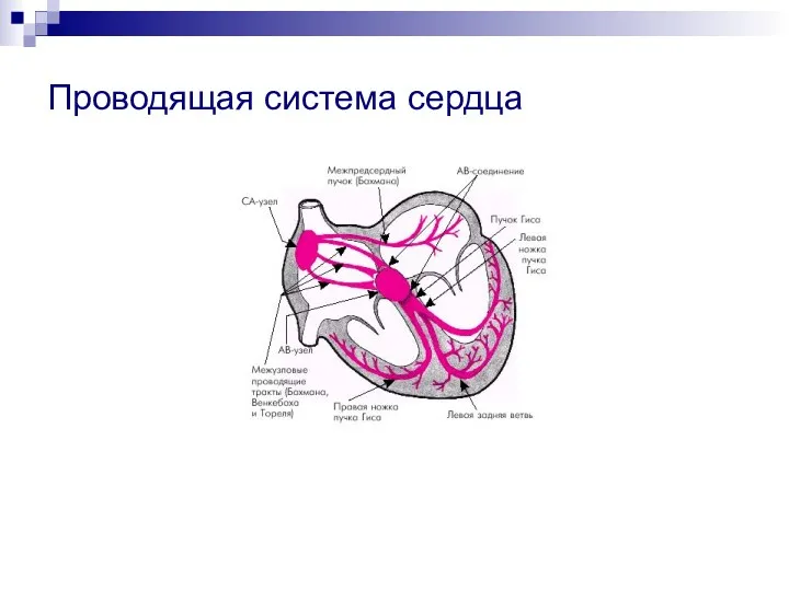 Проводящая система сердца