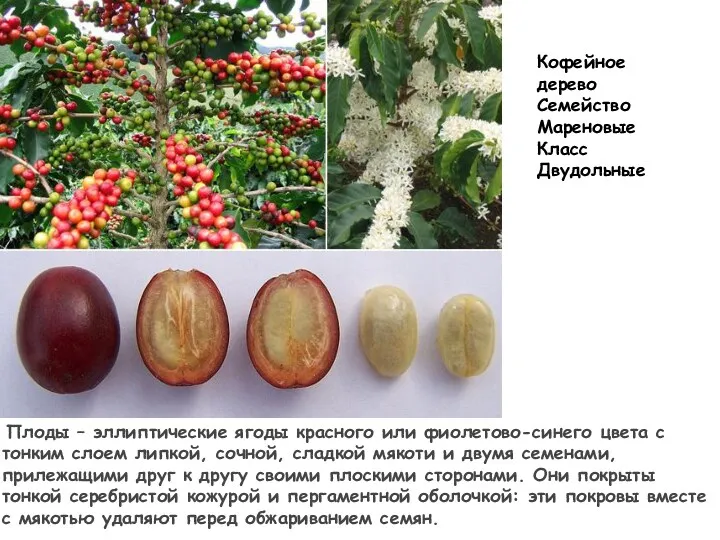 Кофейное дерево Семейство Мареновые Класс Двудольные Плоды – эллиптические ягоды