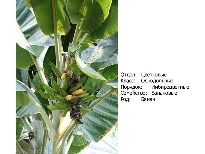 Отдел: Цветковые Класс: Однодольные Порядок: Имбирецветные Семейство: Банановые Род: Банан