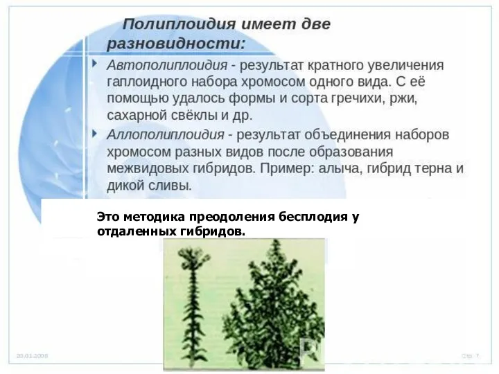 Это методика преодоления бесплодия у отдаленных гибридов.