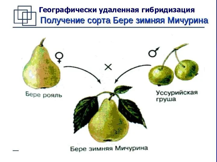 Географически удаленная гибридизация