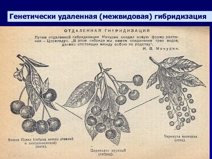 Генетически удаленная (межвидовая) гибридизация