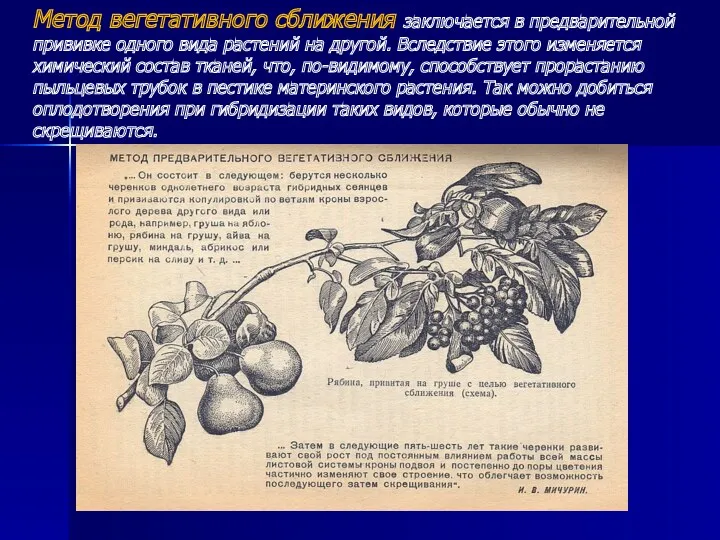 Метод вегетативного сближения заключается в предварительной прививке одного вида растений