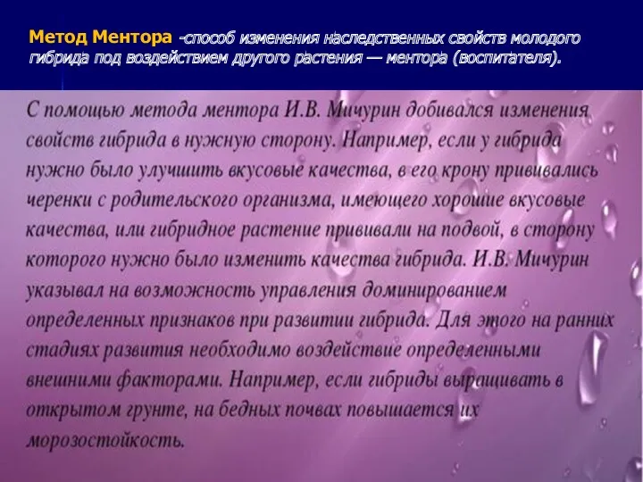 Метод Ментора -способ изменения наследственных свойств молодого гибрида под воздействием другого растения — ментора (воспитателя).