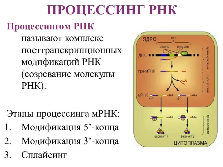 ПРОЦЕССИНГ РНК Процессингом РНК называют комплекс посттранскрипционных модификаций РНК (созревание