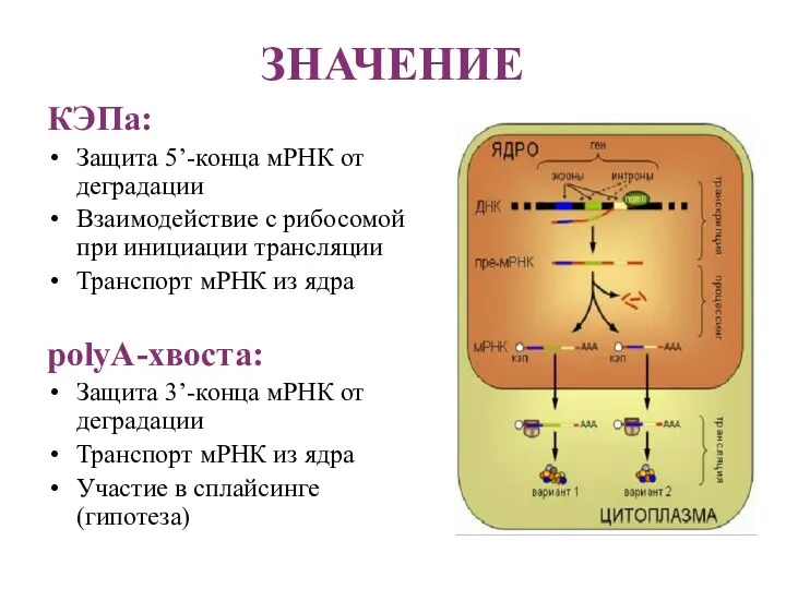 ЗНАЧЕНИЕ КЭПа: Защита 5’-конца мРНК от деградации Взаимодействие с рибосомой