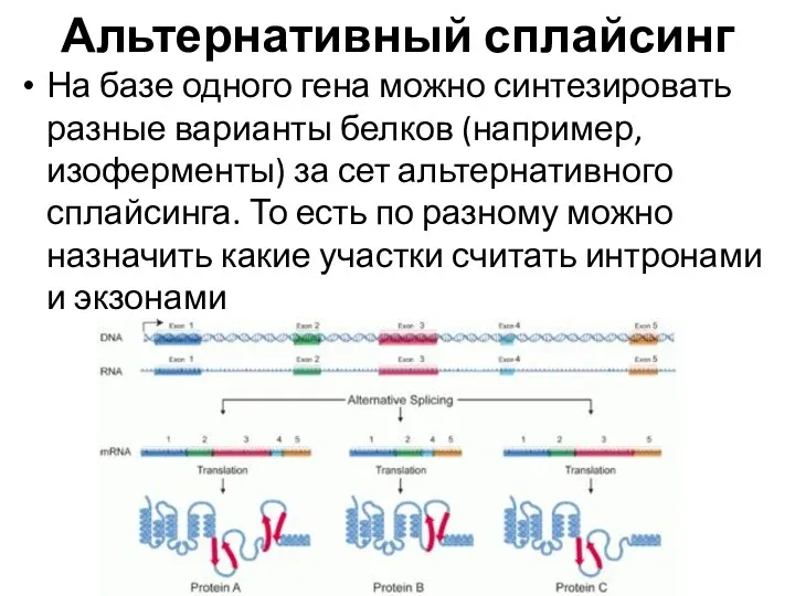 Альтернативный сплайсинг На базе одного гена можно синтезировать разные варианты