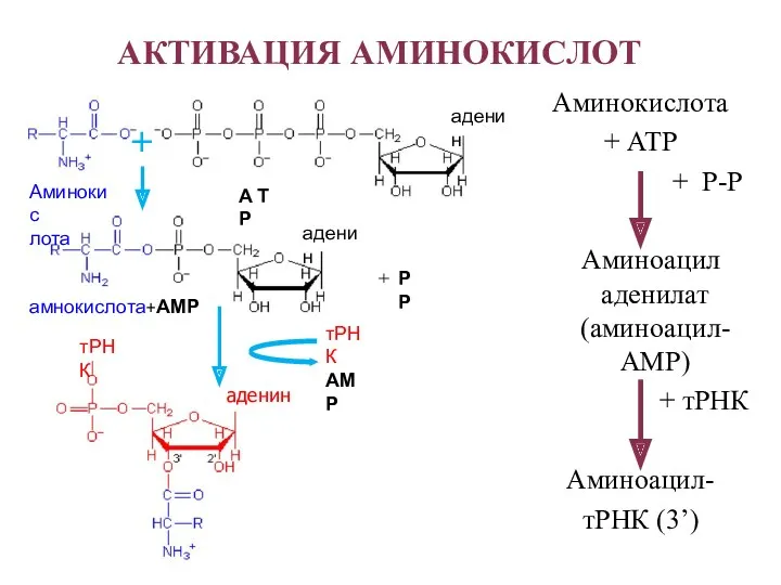 АКТИВАЦИЯ АМИНОКИСЛОТ Аминокис лота А Т Р аденин аденин амнокислота+АМР
