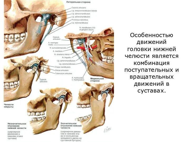 Особенностью движений головки нижней челюсти является комбинация поступательных и вращательных движений в суставах.