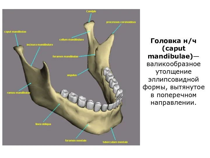 Головка н/ч (caput mandibulae)— валикообразное утолщение эллипсовидной формы, вытянутое в поперечном направлении.