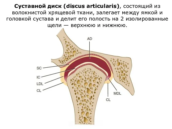 Суставной диск (discus articularis), состоящий из волокнистой хрящевой ткани, залегает