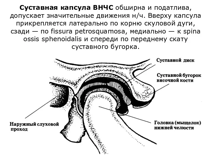 Суставная капсула ВНЧС обширна и податлива, допускает значительные движения н/ч.