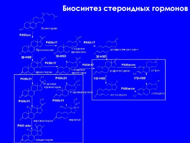 Биосинтез стероидных гормонов