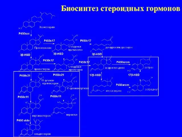 Биосинтез стероидных гормонов