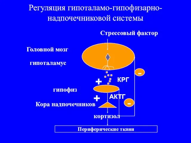 Регуляция гипоталамо-гипофизарно-надпочечниковой системы Периферические ткани Головной мозг гипоталамус КРГ гипофиз