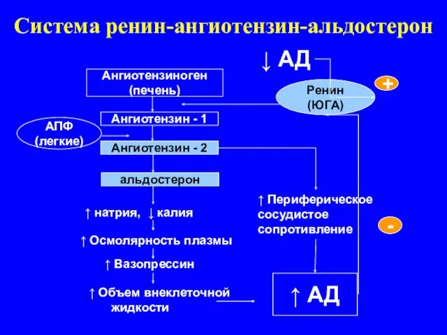 Система ренин-ангиотензин-альдостерон АПФ (легкие) Ренин (ЮГА) Ангиотензиноген (печень) Ангиотензин -