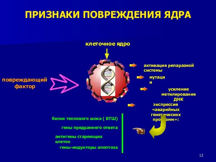 клеточное ядро повреждающий фактор активация репаразной системы мутации усиление метилирования ДНК экспрессия «аварийных