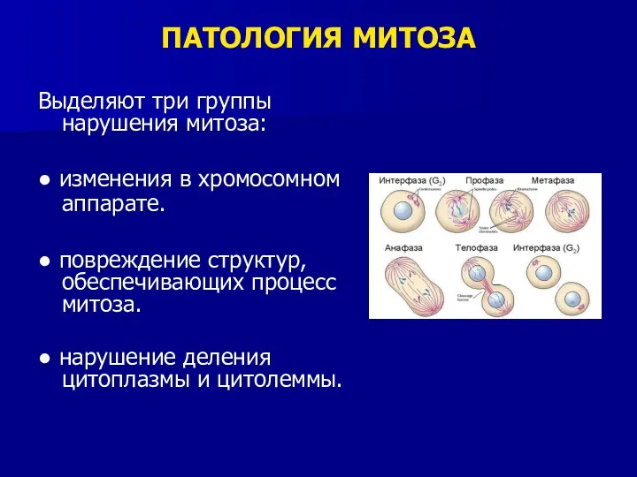 ПАТОЛОГИЯ МИТОЗА Выделяют три группы нарушения митоза: ● изменения в хромосомном аппарате. ●