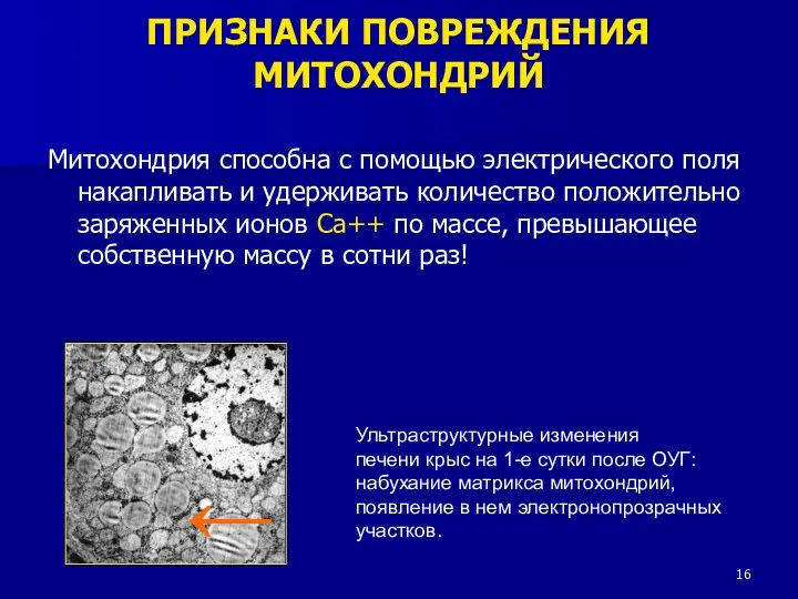 Митохондрия способна с помощью электрического поля накапливать и удерживать количество положительно заряженных ионов