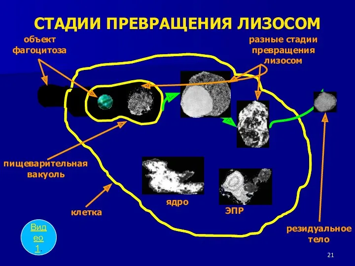 клетка объект фагоцитоза пищеварительная вакуоль разные стадии превращения лизосом резидуальное