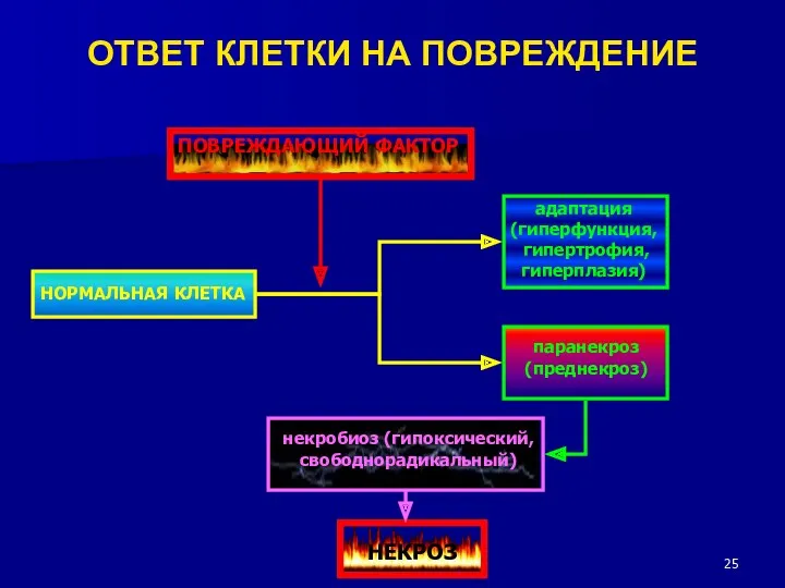 ОТВЕТ КЛЕТКИ НА ПОВРЕЖДЕНИЕ ПОВРЕЖДАЮЩИЙ ФАКТОР НОРМАЛЬНАЯ КЛЕТКА адаптация (гиперфункция, гипертрофия, гиперплазия) паранекроз