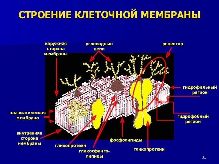 наружная сторона мембраны углеводные цепи рецептор гидрофильный регион гидрофобный регион гликопротеин фосфолипиды гликосфинго-