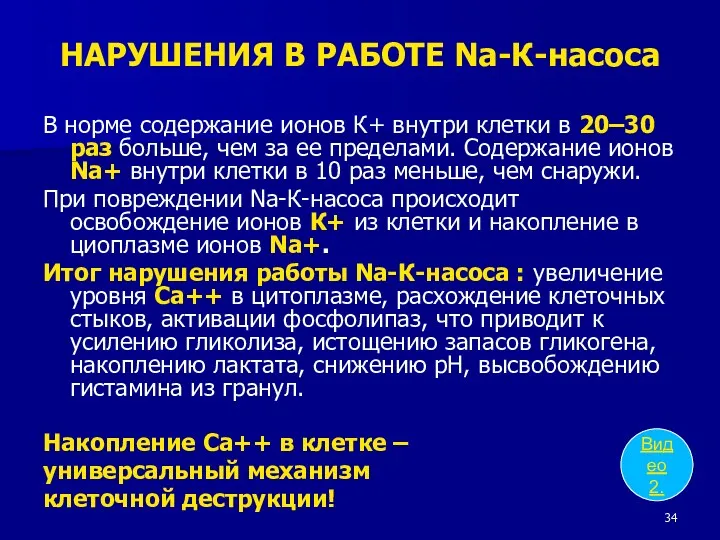 НАРУШЕНИЯ В РАБОТЕ Na-К-насоса В норме содержание ионов К+ внутри клетки в 20–30