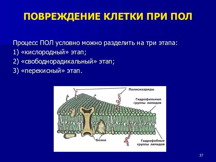 ПОВРЕЖДЕНИЕ КЛЕТКИ ПРИ ПОЛ Процесс ПОЛ условно можно разделить на три этапа: 1)