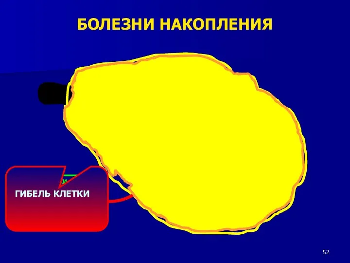 ГЕНЕТИЧЕСКИ ОБУСЛОВЛЕННОЕ НАРУШЕНИЕ СИНТЕЗА СООТВЕТСТВУЮЩЕГО ФЕРМЕНТА ЛИЗОСОМ ГИБЕЛЬ КЛЕТКИ БОЛЕЗНИ НАКОПЛЕНИЯ