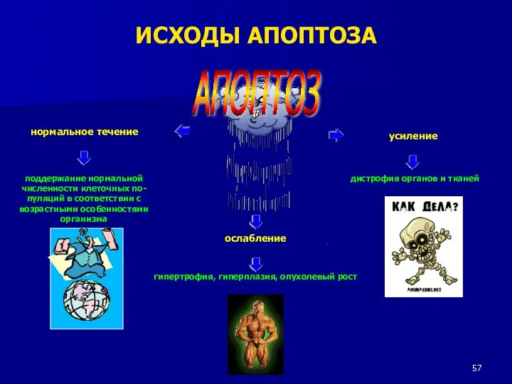 АПОПТОЗ нормальное течение ослабление усиление поддержание нормальной численности клеточных по- пуляций в соответствии