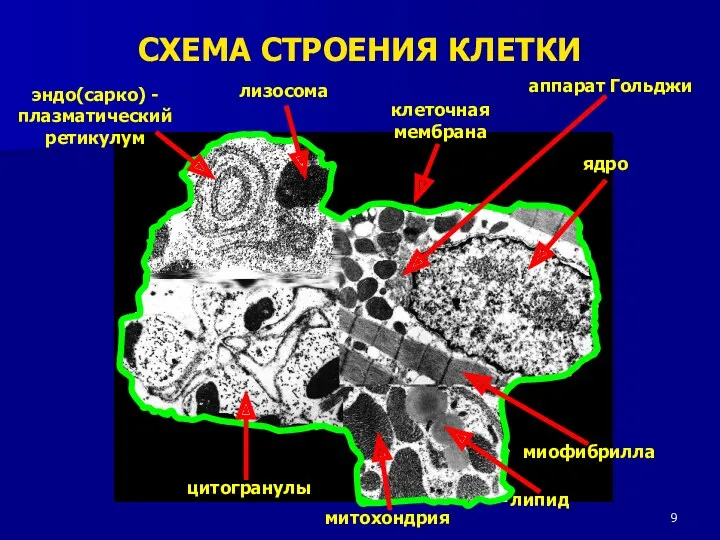 ядро клеточная мембрана миофибрилла митохондрия цитогранулы липид эндо(сарко) - плазматический