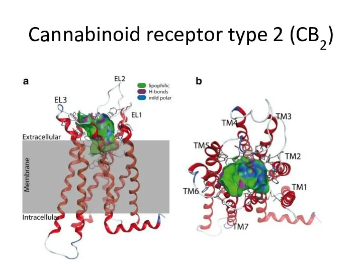 Cannabinoid receptor type 2 (CB2)