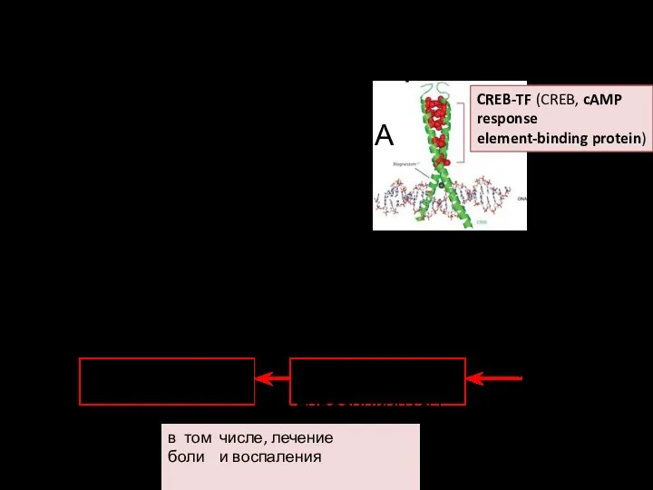 ФУНКЦИЯ CB2-РЕЦЕПТОРОВ ИММУННАЯ СИСТЕМА индукция апоптоза иммунная супрессия стимуляция клеточной