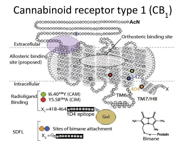 Cannabinoid receptor type 1 (CB1)