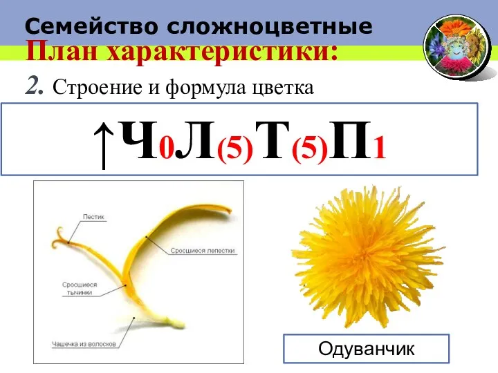 План характеристики: 2. Строение и формула цветка ↑Ч0Л(5)Т(5)П1 Одуванчик Семейство сложноцветные