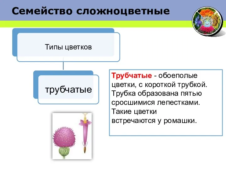 Семейство сложноцветные Трубчатые - обоеполые цветки, с короткой трубкой. Трубка