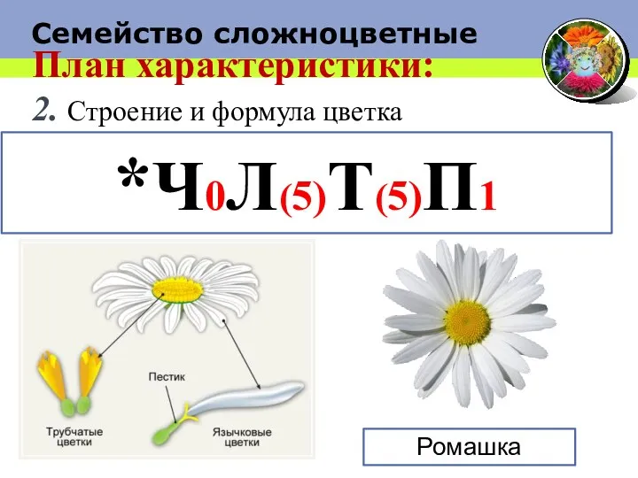 План характеристики: 2. Строение и формула цветка *Ч0Л(5)Т(5)П1 Ромашка Семейство сложноцветные