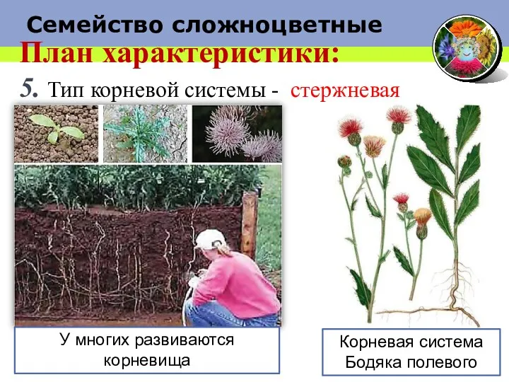 План характеристики: 5. Тип корневой системы - стержневая Корневая система