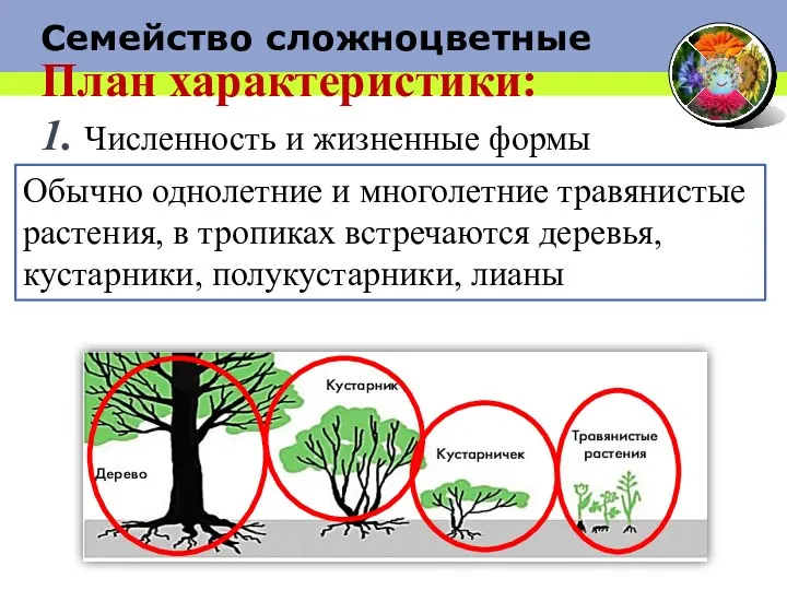 Семейство сложноцветные План характеристики: 1. Численность и жизненные формы Обычно