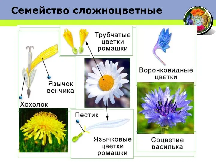 Семейство сложноцветные