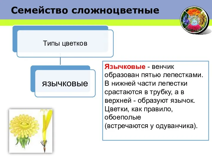 Семейство сложноцветные Язычковые - венчик образован пятью лепестками. В нижней