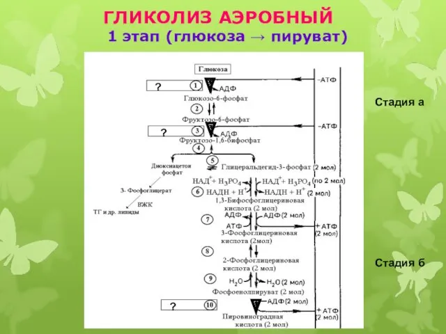 ГЛИКОЛИЗ АЭРОБНЫЙ 1 этап (глюкоза → пируват) Стадия а Стадия б
